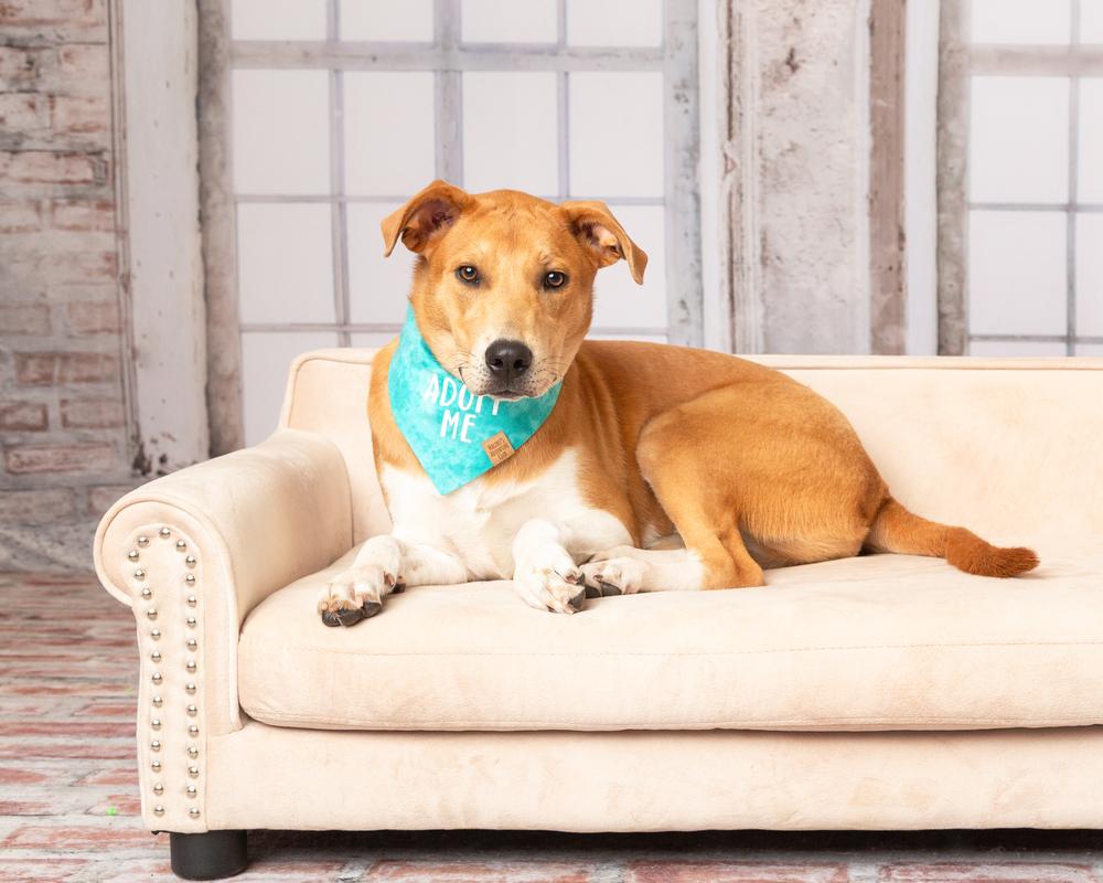 Enlarge Sassafras, a Adoptable mixed breed in Frisco, TX image 3/6