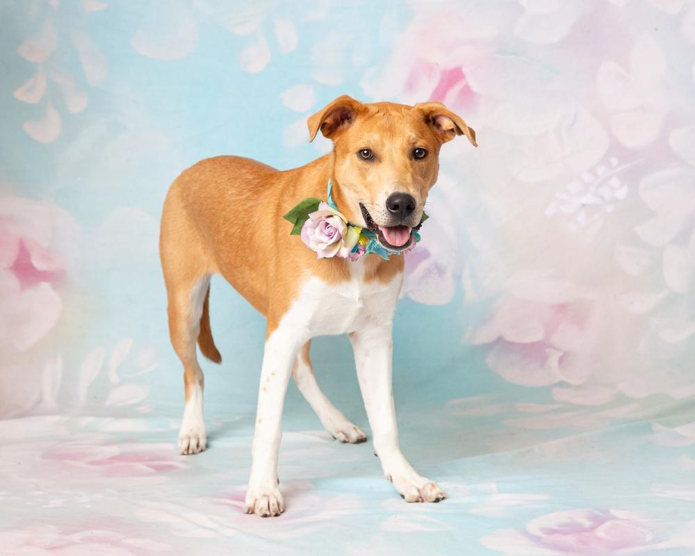 Enlarge Sassafras, a Adoptable mixed breed in Frisco, TX image 4/6