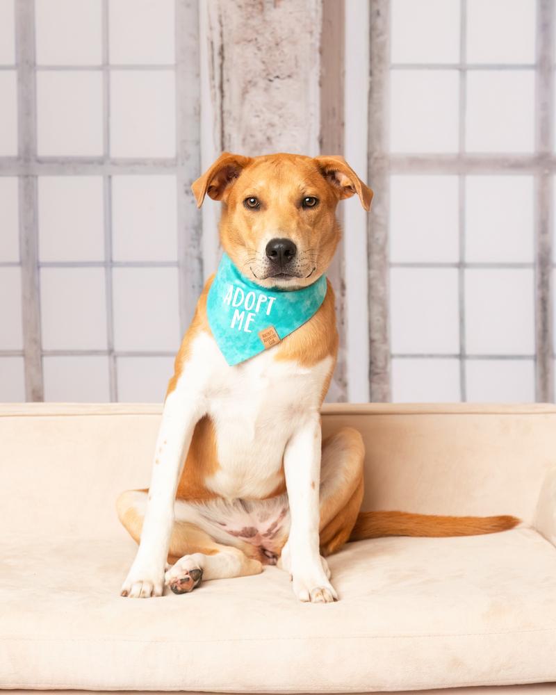 Enlarge Sassafras, a Adoptable mixed breed in Frisco, TX image 5/6