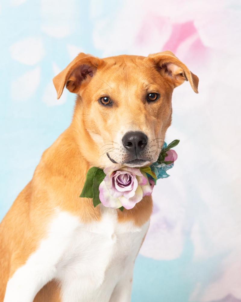 Enlarge Sassafras, a Adoptable mixed breed in Frisco, TX image 6/6