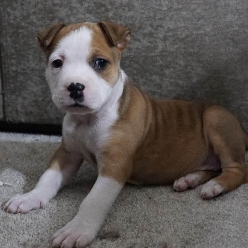 Enlarge June, a ADOPTABLE mixed breed in Grafton, OH image 3/5