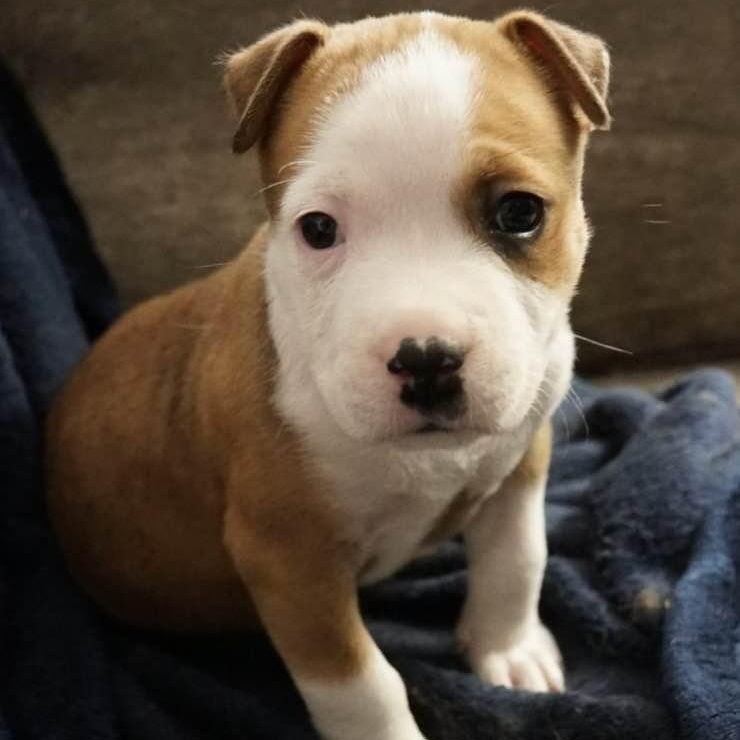 Enlarge June, a ADOPTABLE mixed breed in Grafton, OH image 1/5