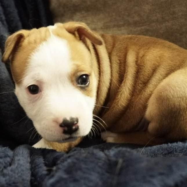 Enlarge June, a ADOPTABLE mixed breed in Grafton, OH image 5/5