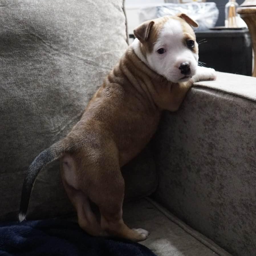 Enlarge June, a ADOPTABLE mixed breed in Grafton, OH image 2/5