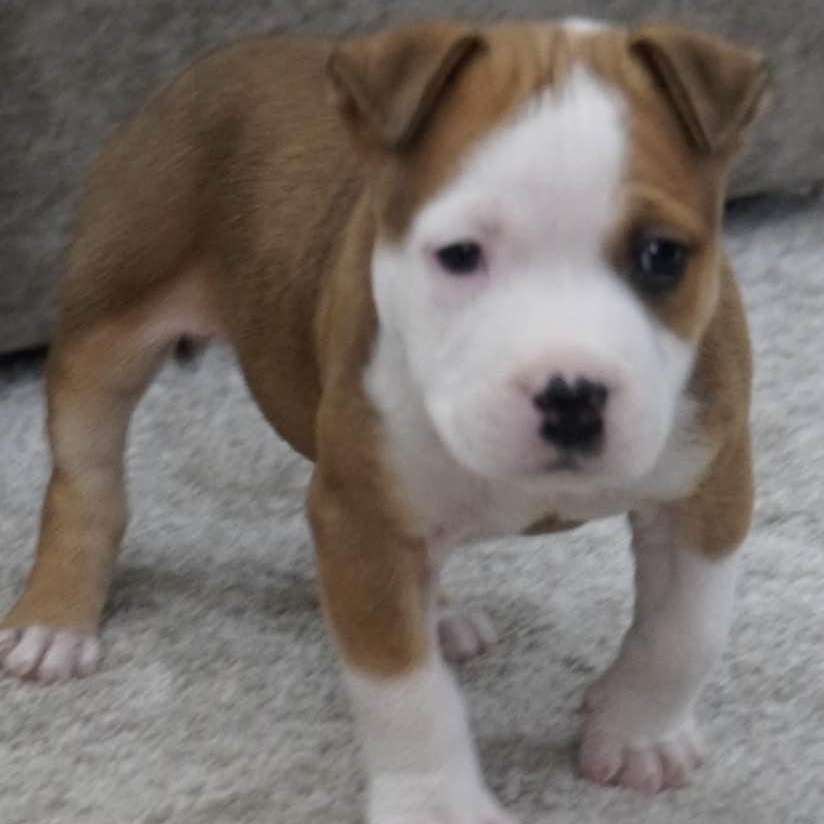 Enlarge June, a ADOPTABLE mixed breed in Grafton, OH image 4/5