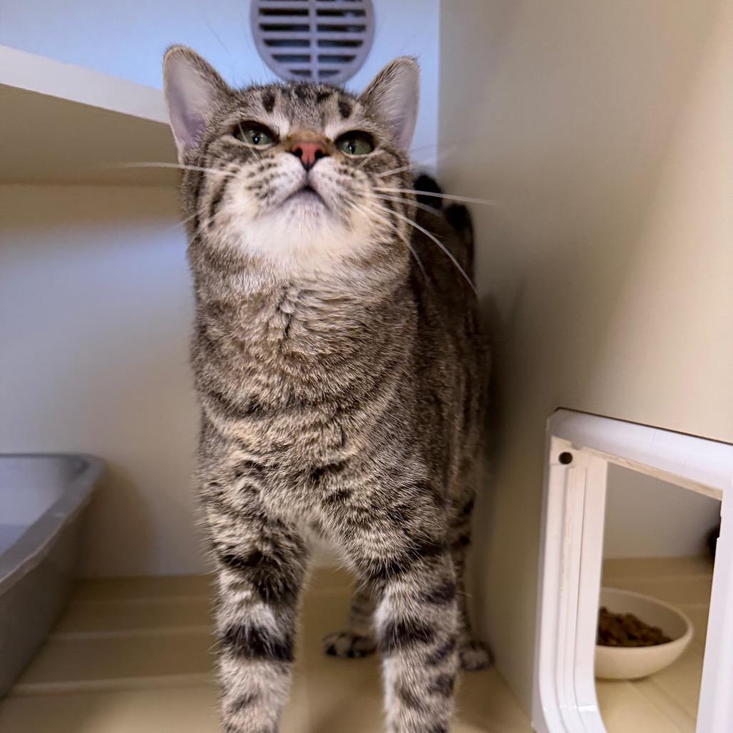 Enlarge Penelope, a Adoptable Domestic Short Hair in Cody, WY image 2/3