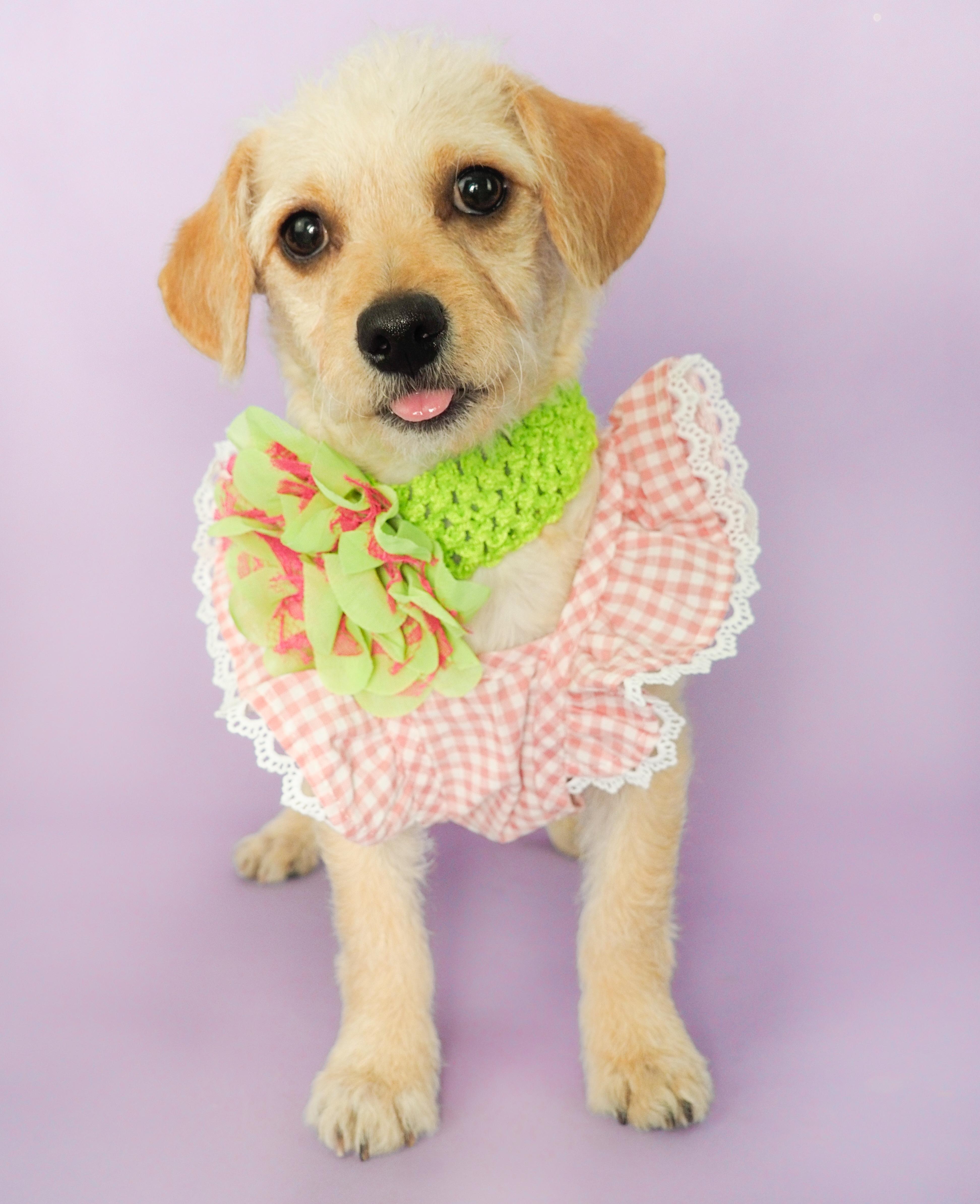 Enlarge Willow, a Adopted mixed breed in PHOENIX, AZ image 1/5