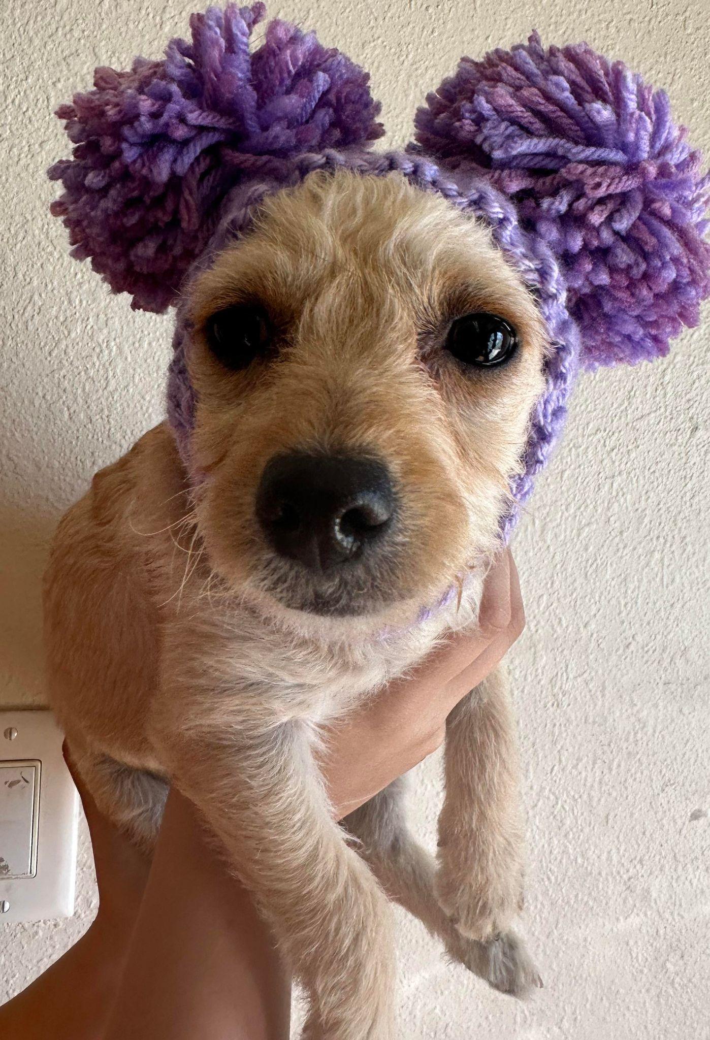 Enlarge Willow, a Adopted mixed breed in PHOENIX, AZ image 3/5