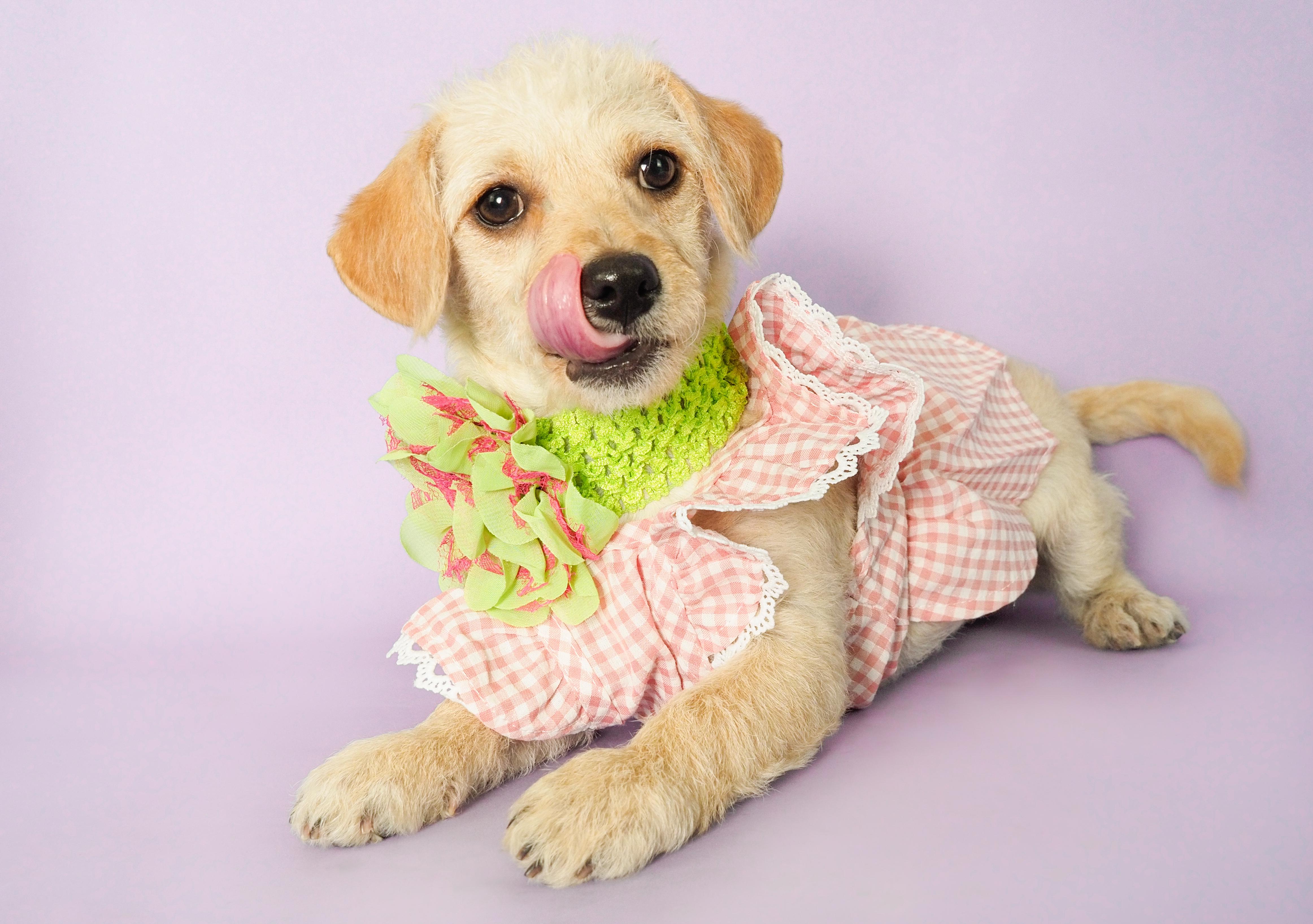 Enlarge Willow, a Adopted mixed breed in PHOENIX, AZ image 4/5