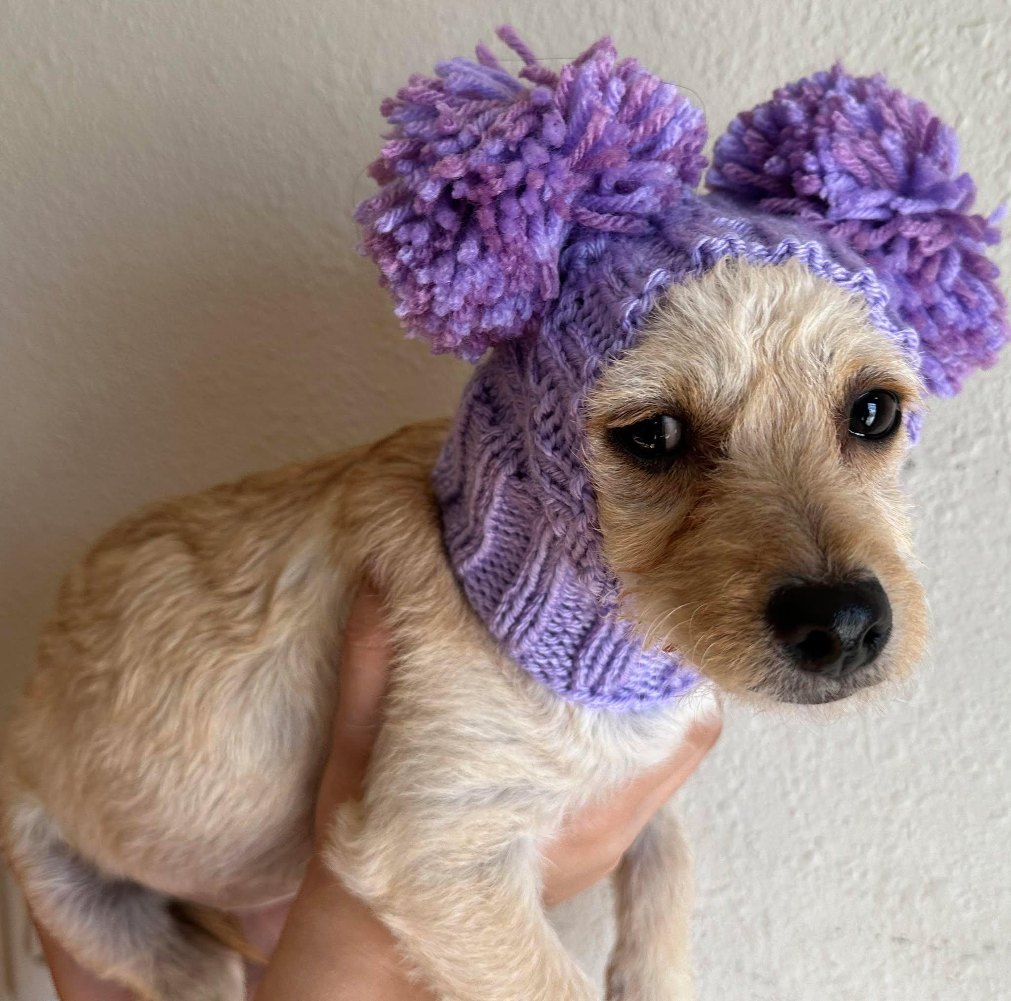 Enlarge Willow, a Adopted mixed breed in PHOENIX, AZ image 5/5