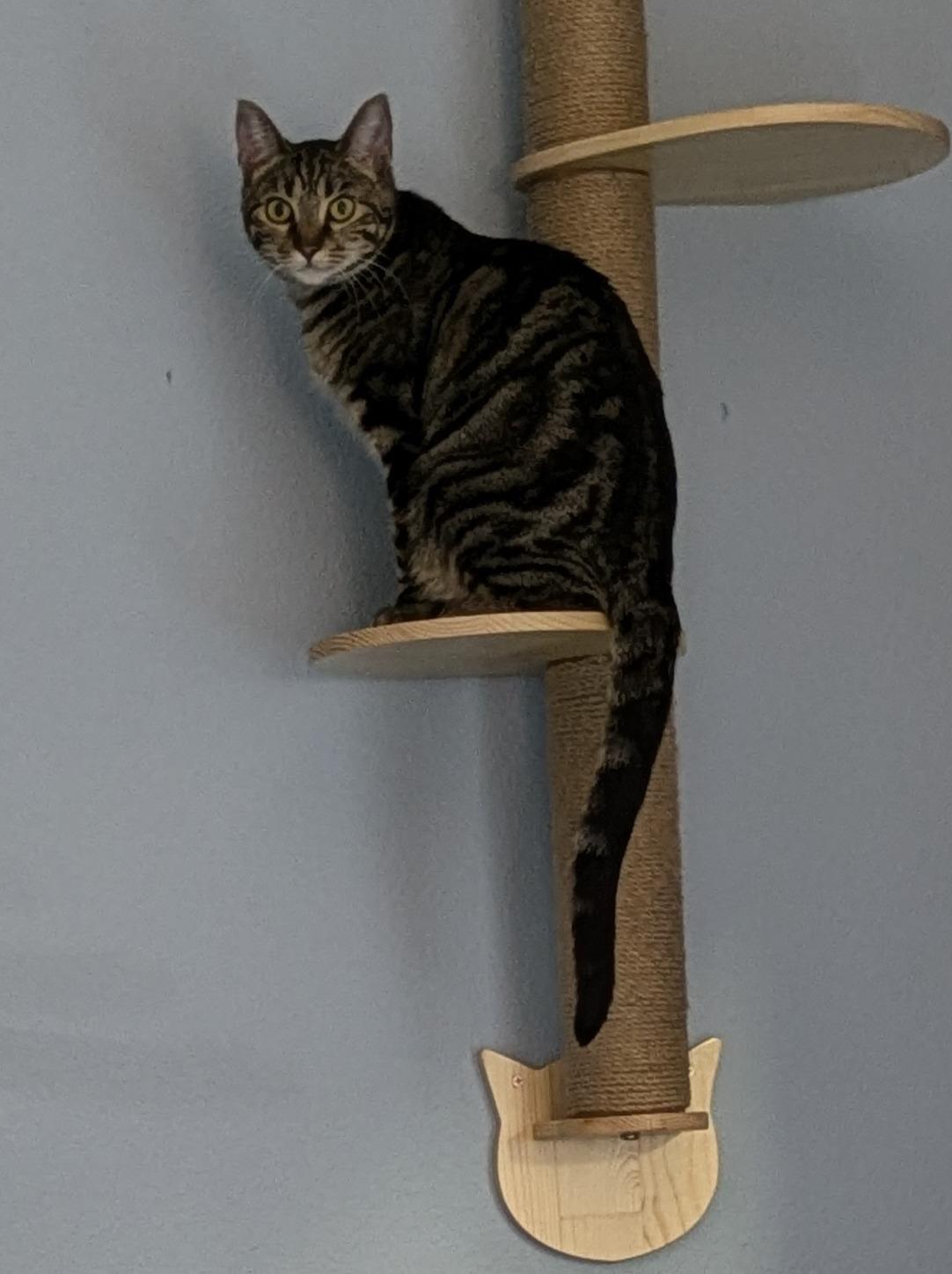 Jacobia (with Angel), Adult Female Domestic Short Hair