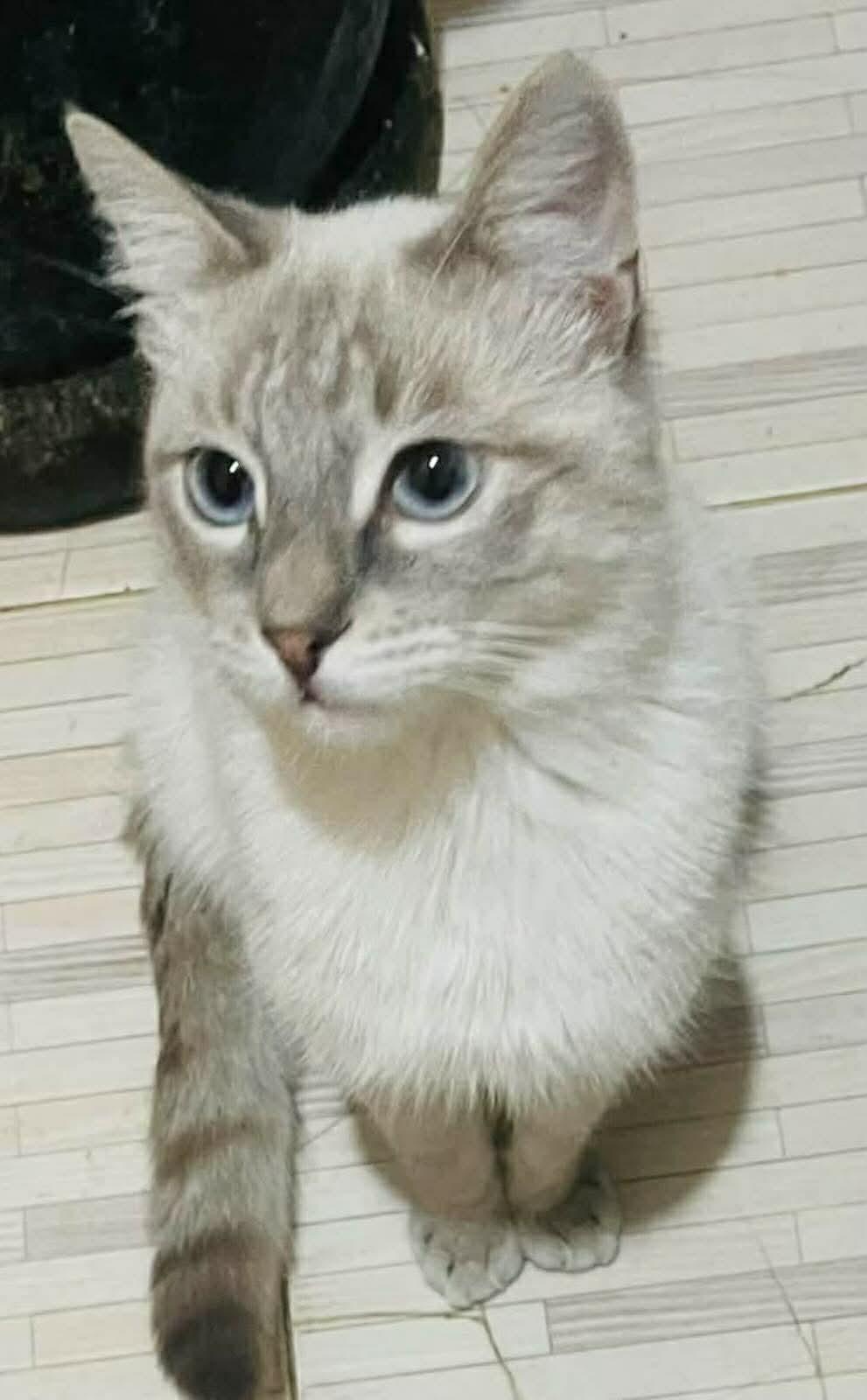 Enlarge Mr Hobbs, an adopted Siamese in Woodmere, NY image 2/2