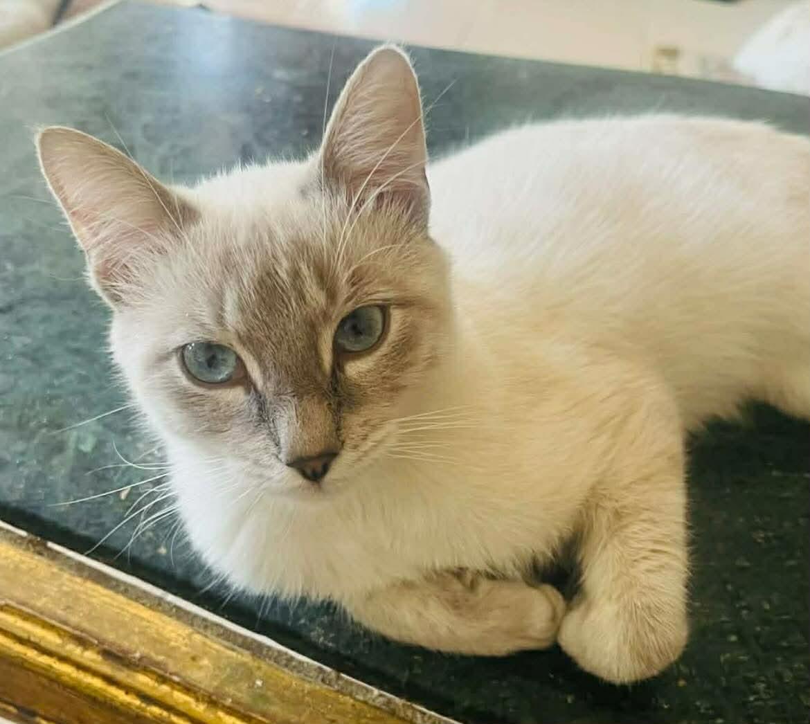 Enlarge Mr Hobbs, an adopted Siamese in Woodmere, NY image 1/2