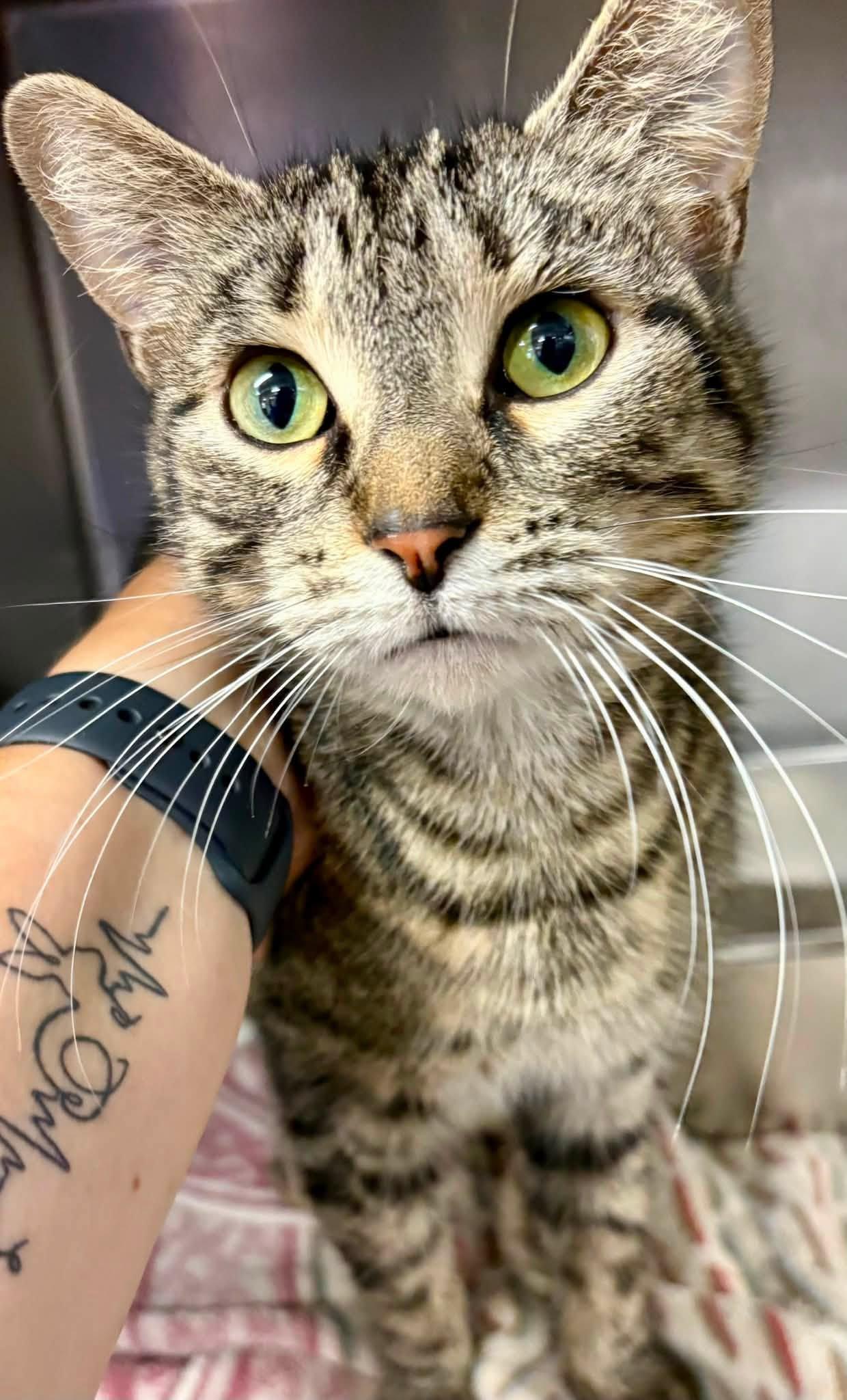 Barta, ADOPTABLE, Adult Female Domestic Short Hair.