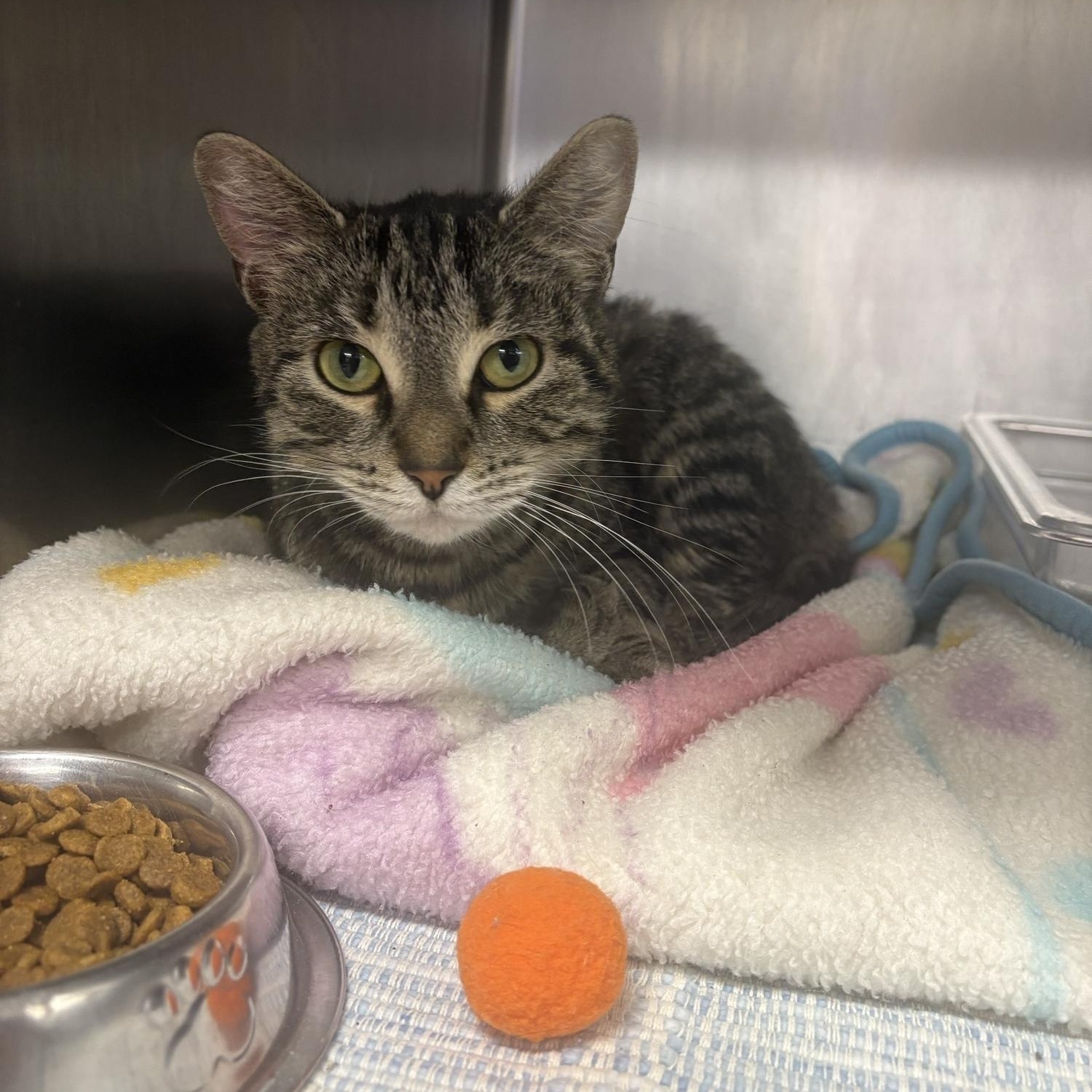 Barta, a ADOPTABLE Domestic Short Hair in Saint Charles, MO image 2/2