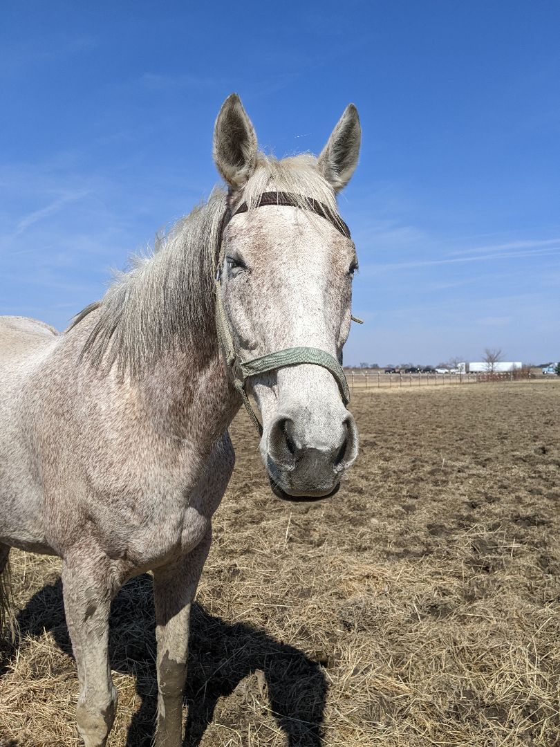 Enlarge Elsa, a Adoptable mixed breed in Toledo, OH image 1/3