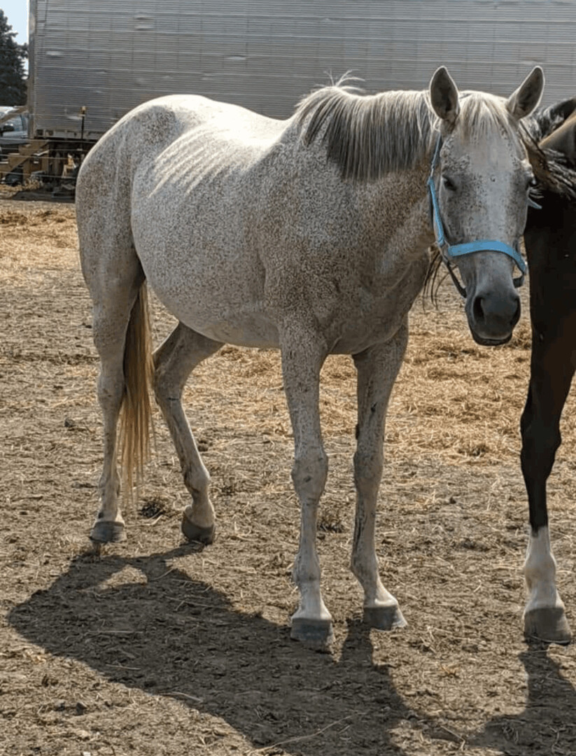 Elsa, Adult Female unknown