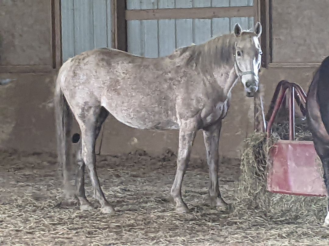 Enlarge Elsa, a Adoptable mixed breed in Toledo, OH image 3/3