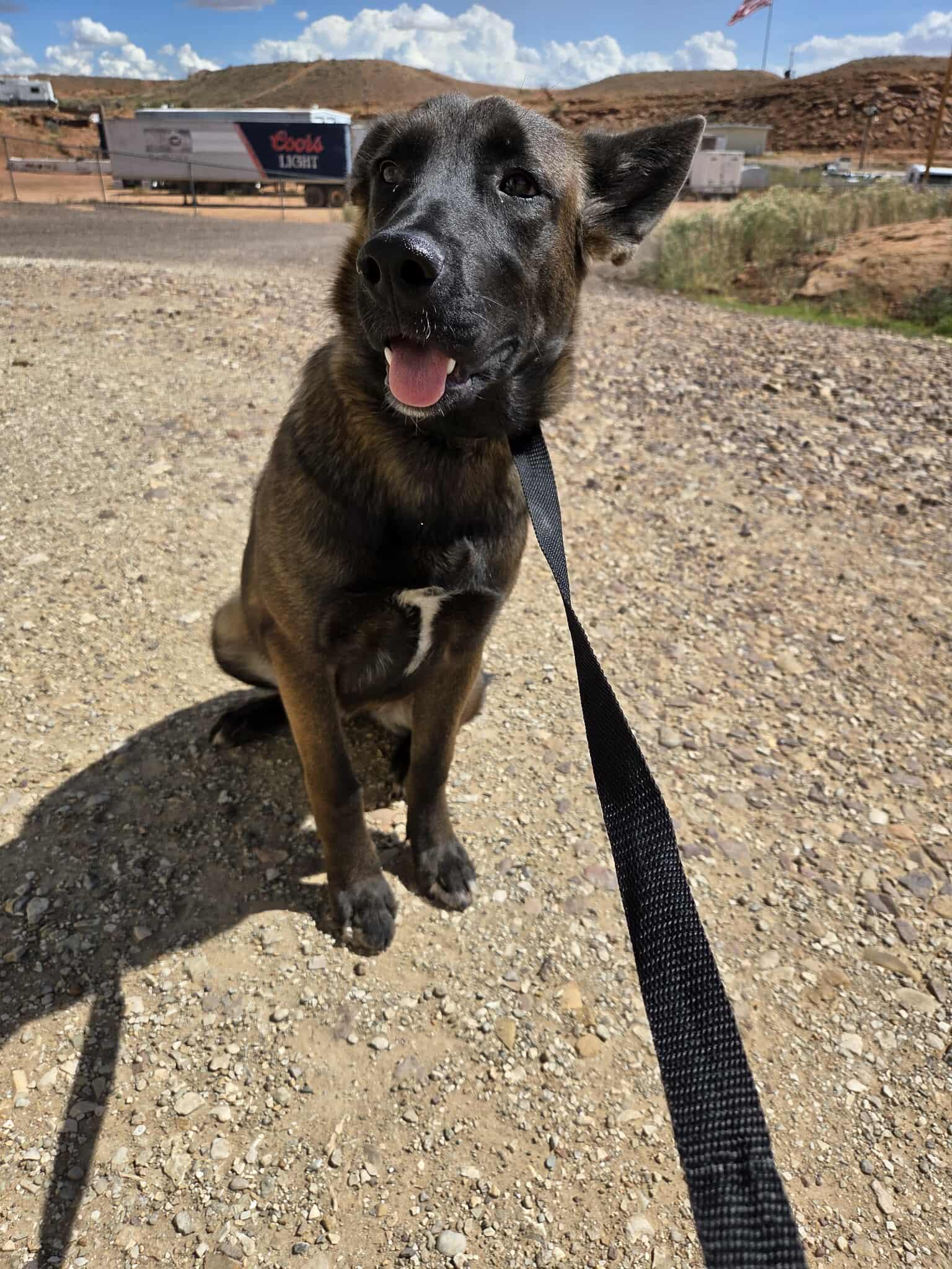 Coco, an adoptable Shepherd in Roosevelt, UT, 84066 | Photo Image 3