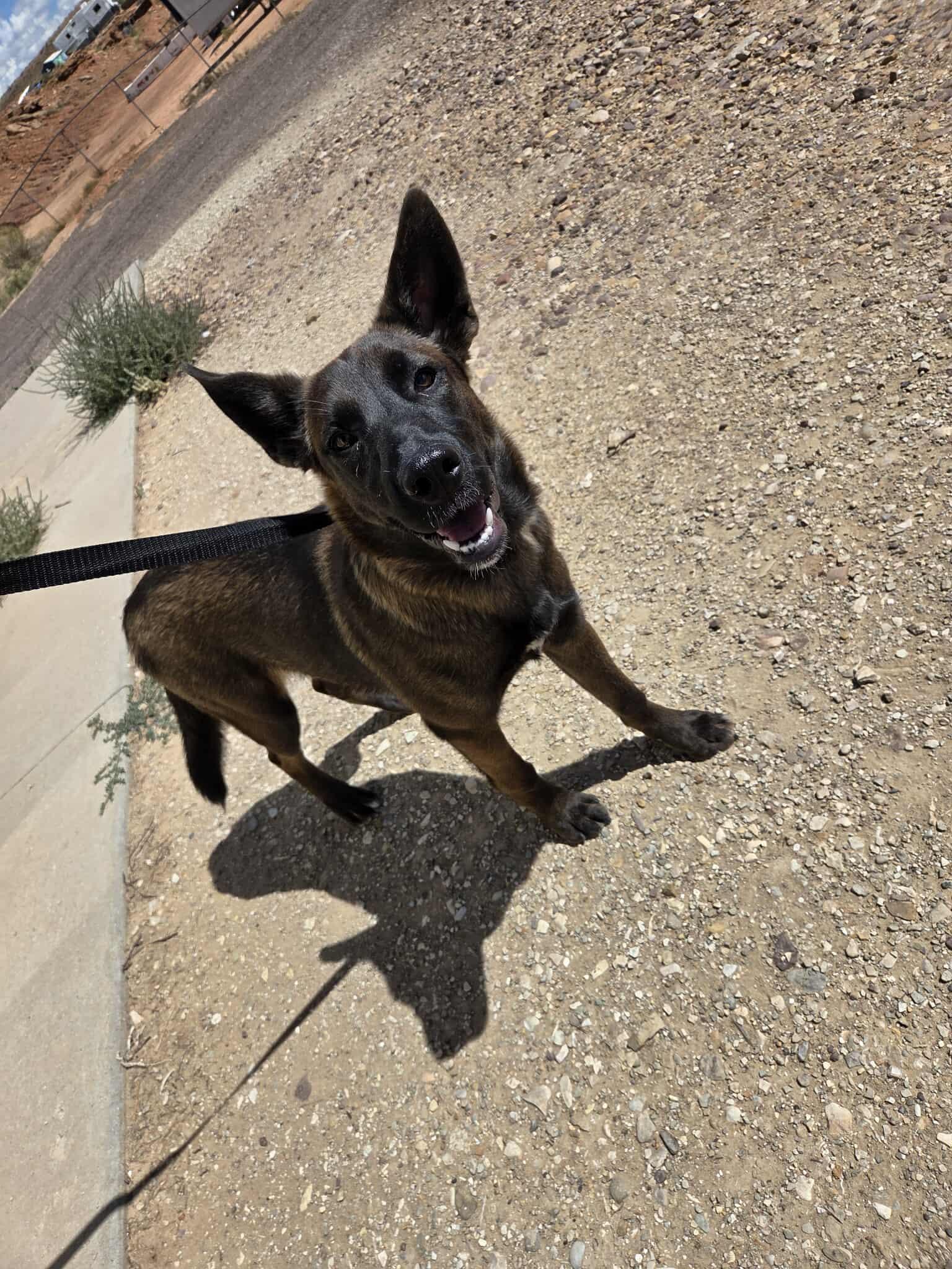 Coco, an adoptable Shepherd in Roosevelt, UT, 84066 | Photo Image 1
