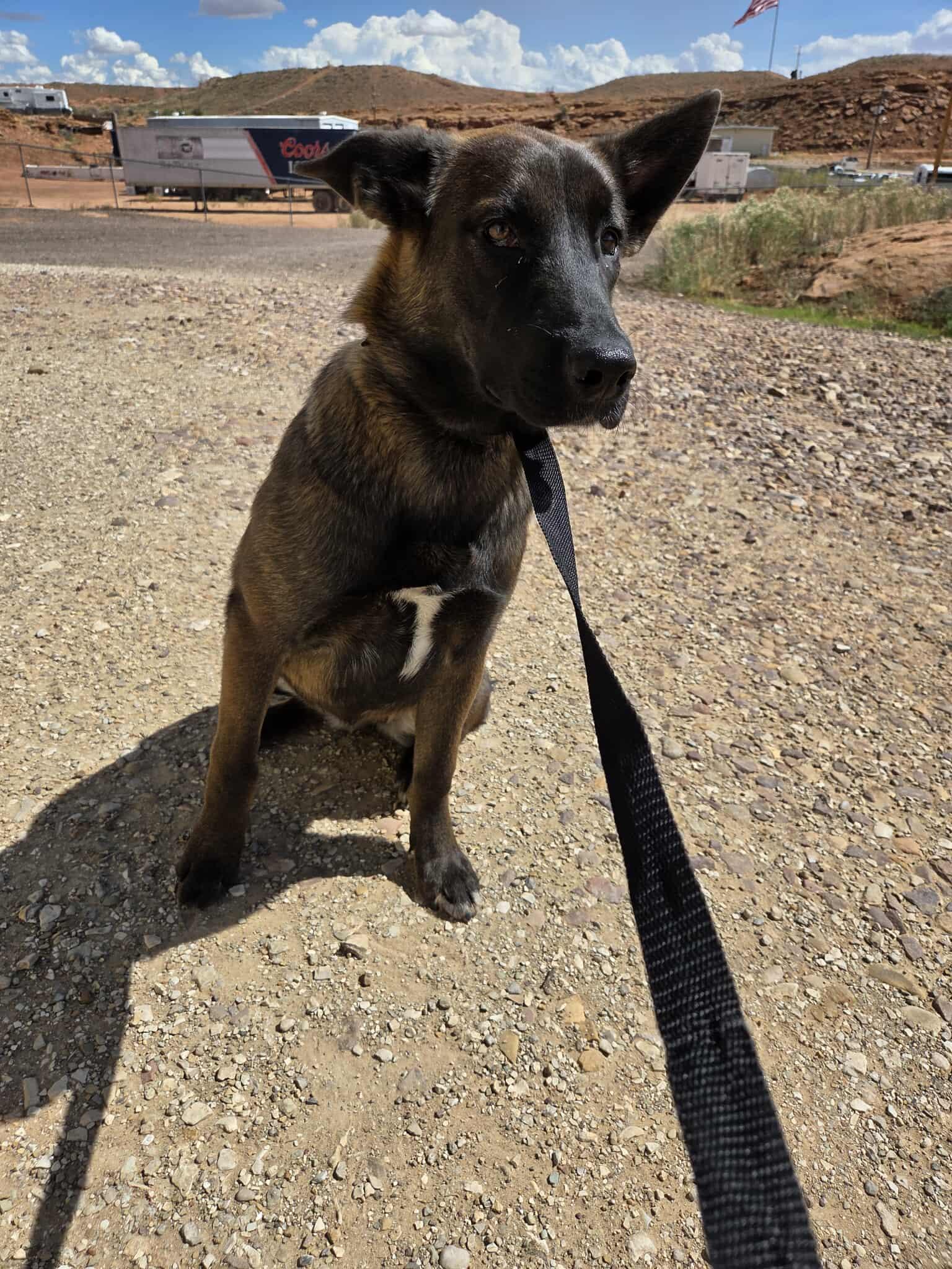 Coco, an adoptable Shepherd in Roosevelt, UT, 84066 | Photo Image 2