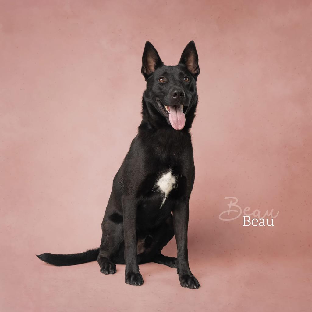 Beau, Adopted, Young Male German Shepherd Dog & Belgian Shepherd / Malinois.