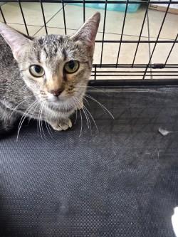 Enlarge Camie, a Adoptable mixed breed in Farmers Branch, TX image 3/3