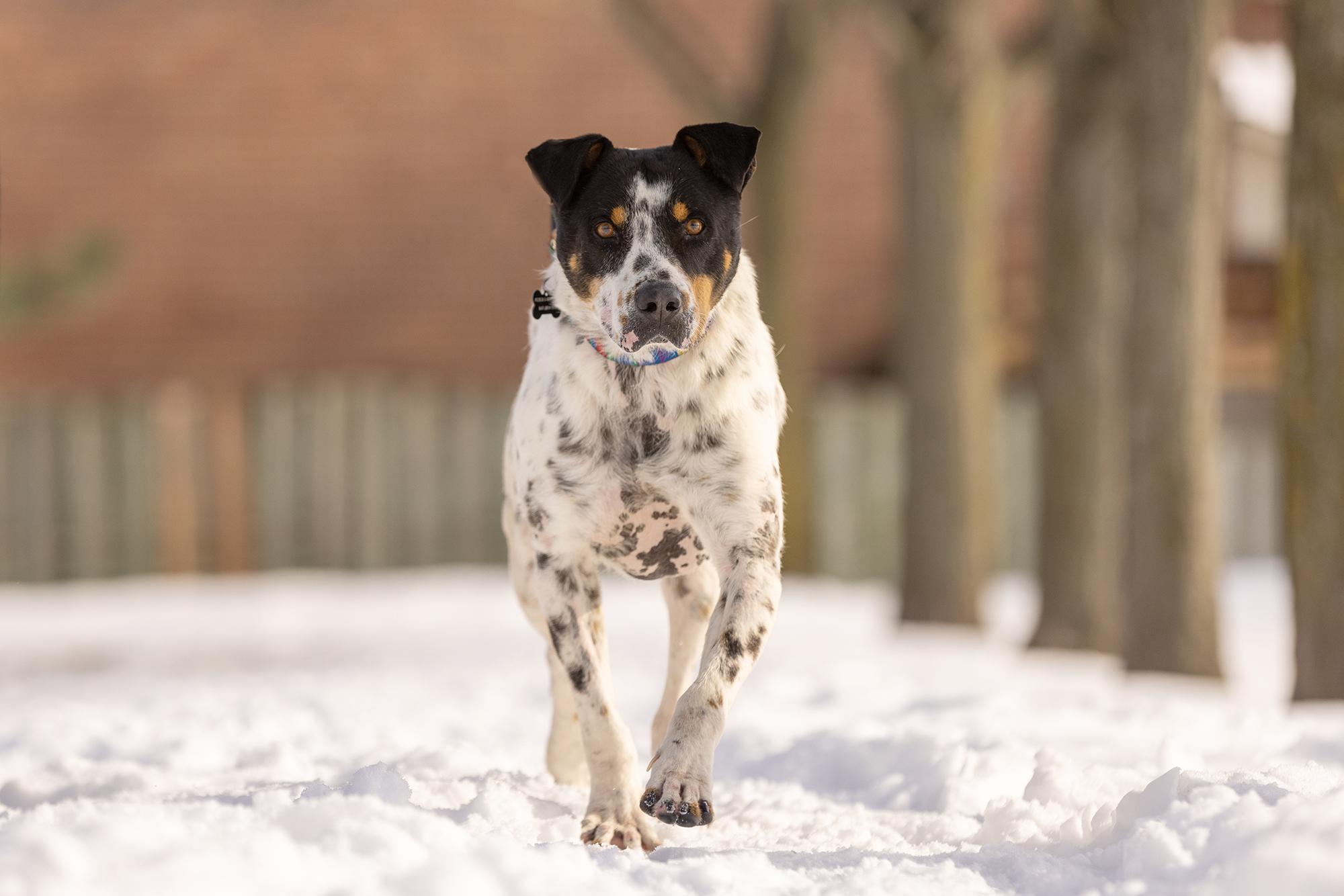 Enlarge Kiko, a Adoptable Mixed Breed in Mississauga, ON image 1/4