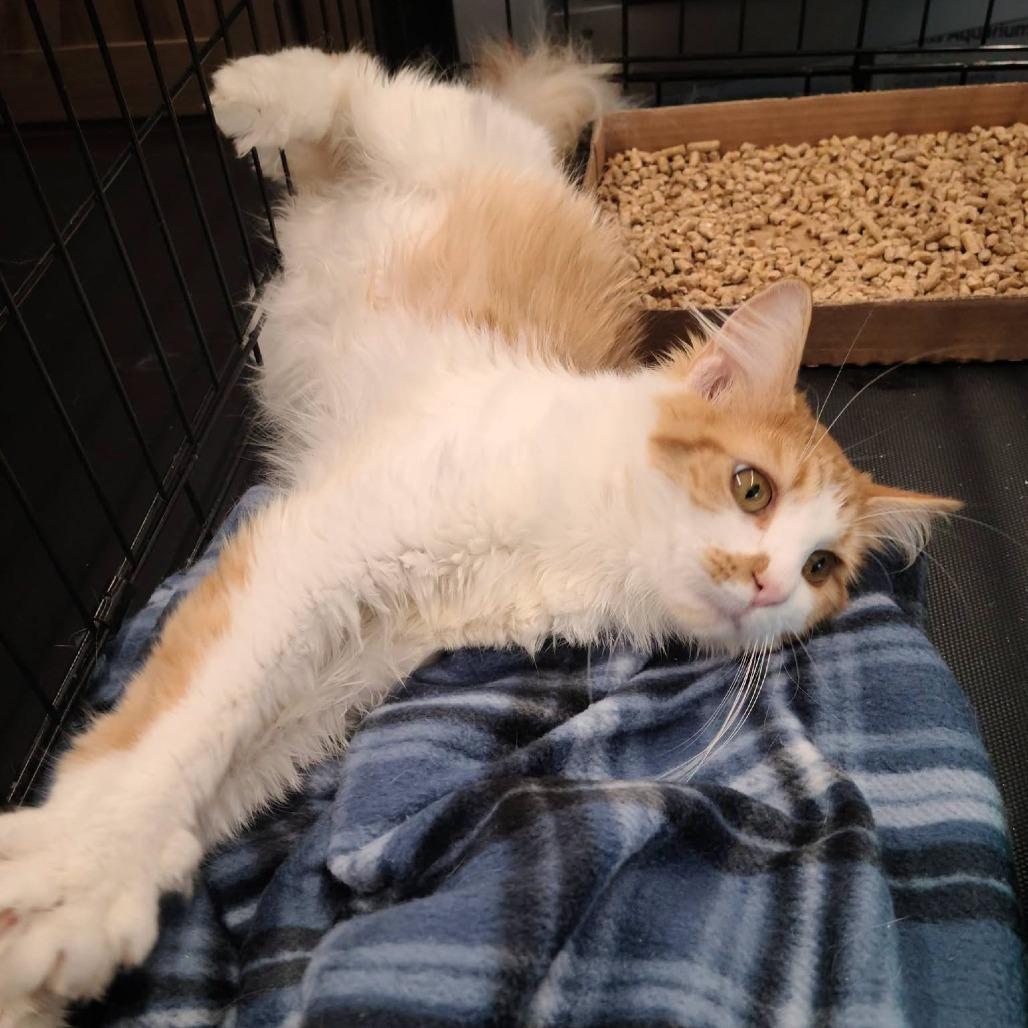 Saffron, Adoptable, Young Male Domestic Medium Hair.