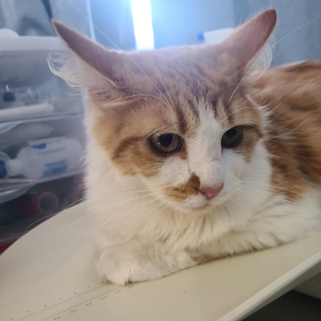 Saffron, a Adoptable Domestic Medium Hair in Russellville, KY image 2/2