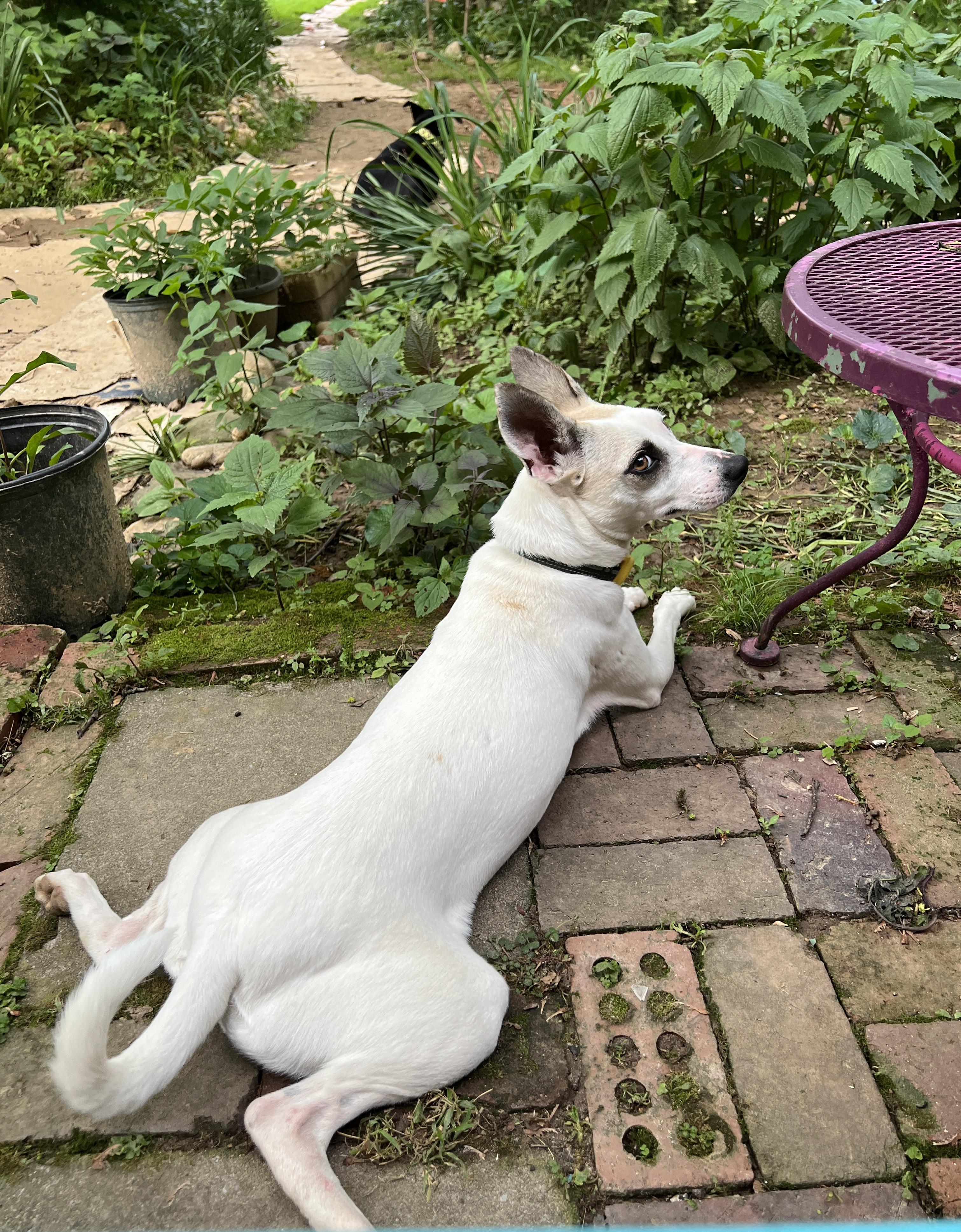 Missy Belle thumbnail 2