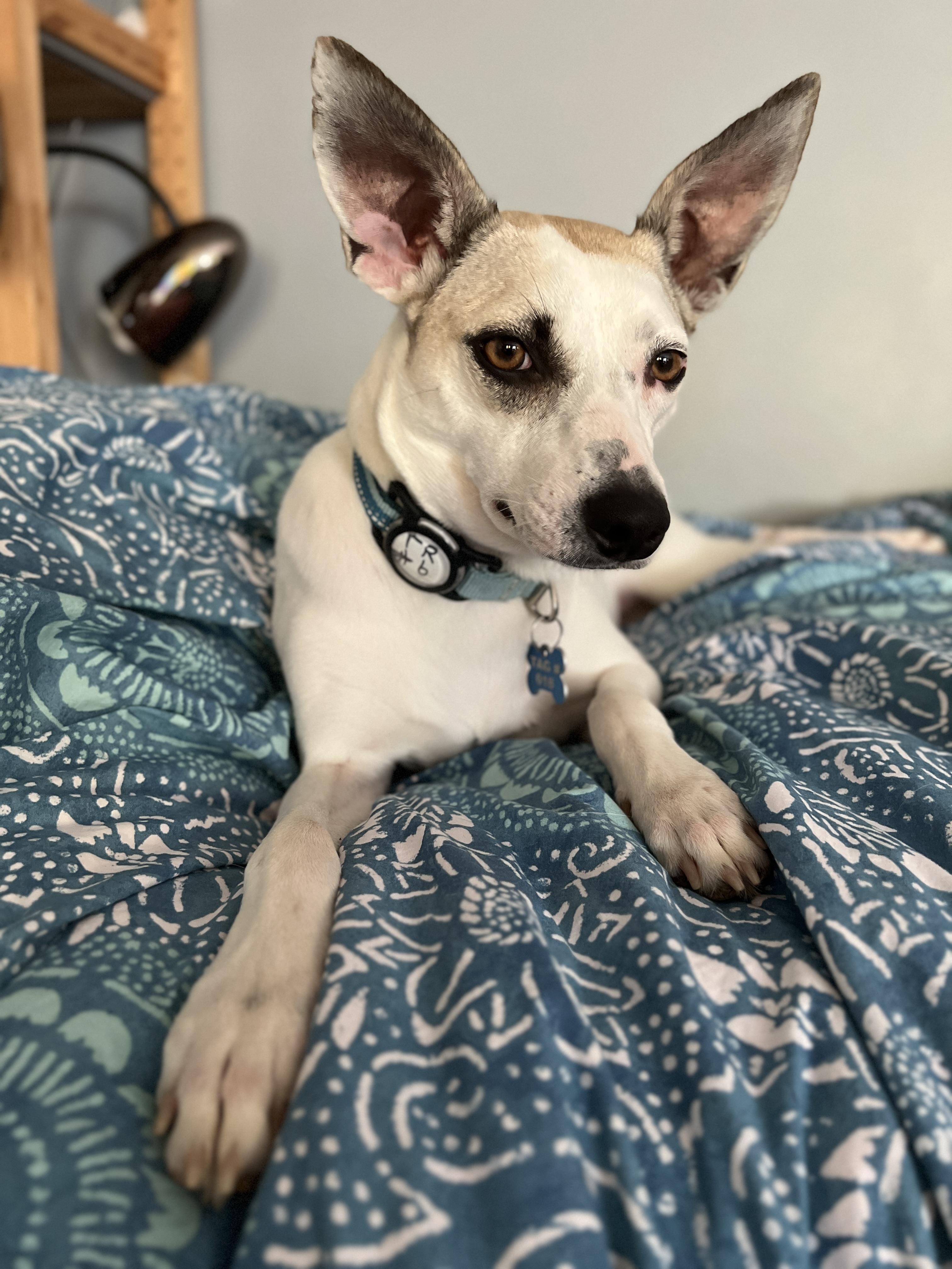 Missy Belle thumbnail 4