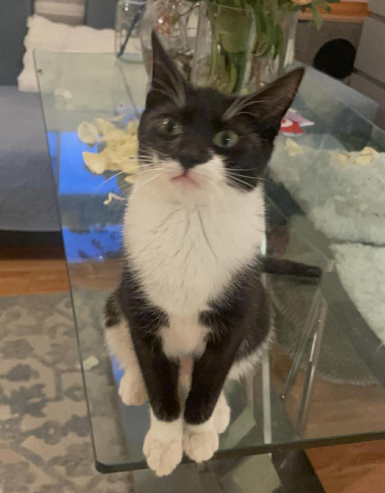 Enlarge Zuza, an adopted Tuxedo in Brooklyn , NY image 4/6