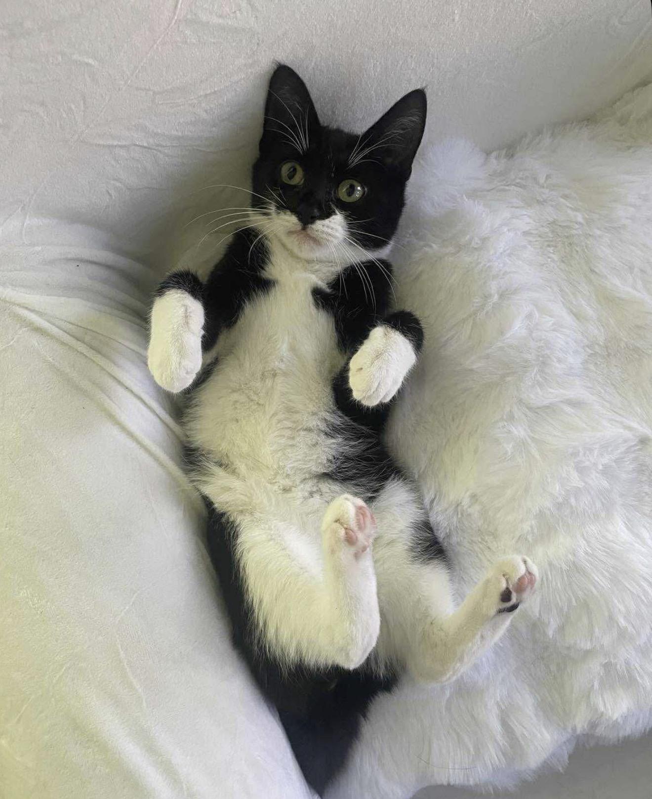 Enlarge Zuza, an adopted Tuxedo in Brooklyn , NY image 3/6