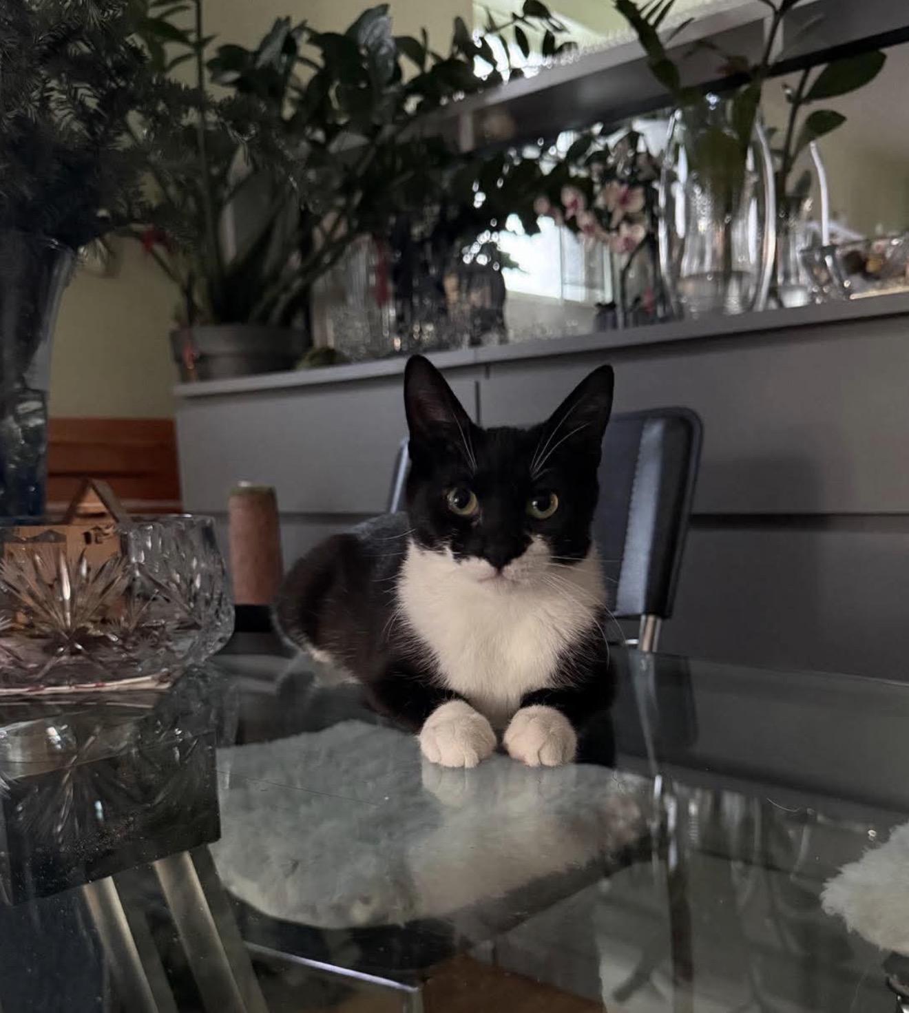 Enlarge Zuza, an adopted Tuxedo in Brooklyn , NY image 2/6