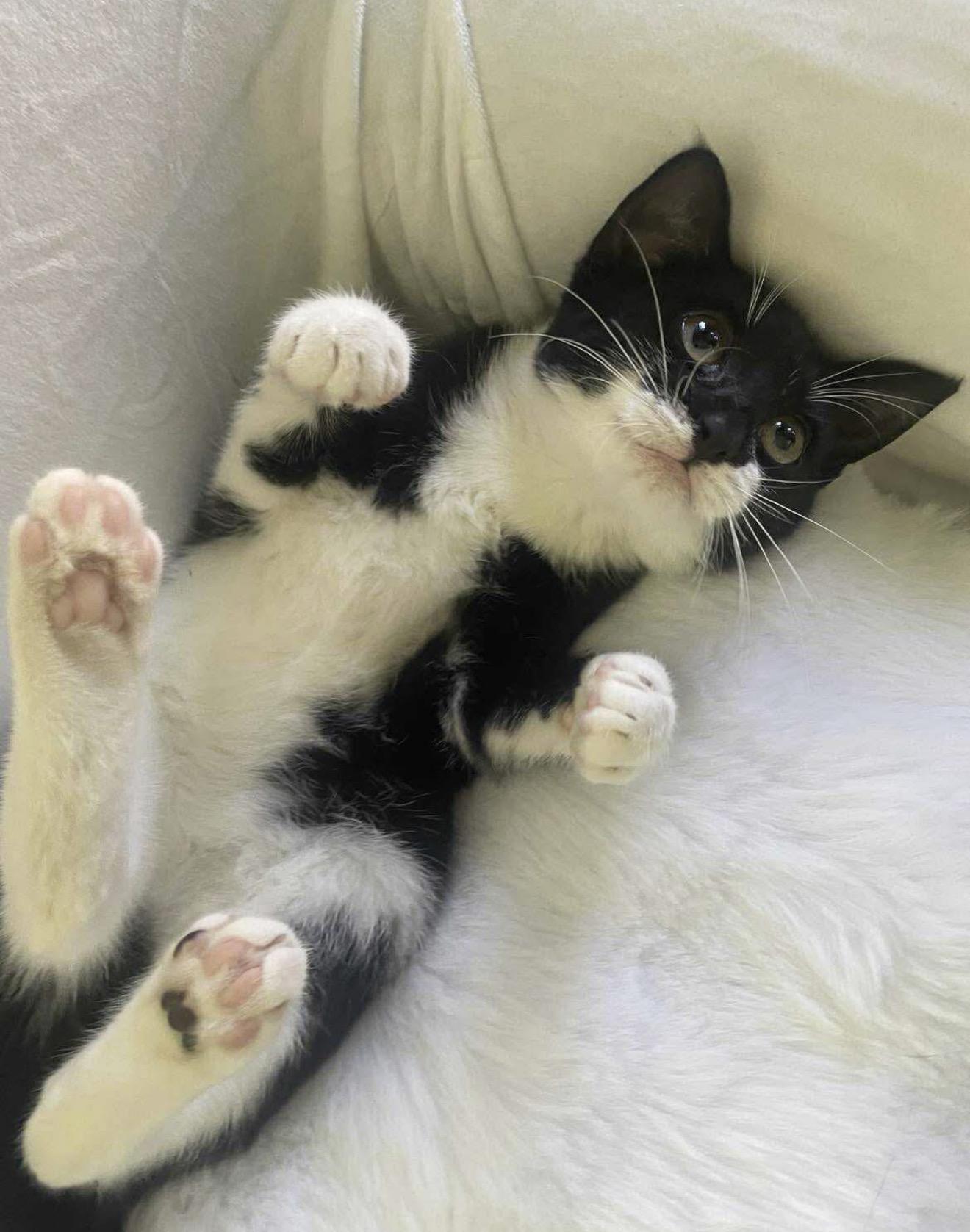 Enlarge Zuza, an adopted Tuxedo in Brooklyn , NY image 1/6