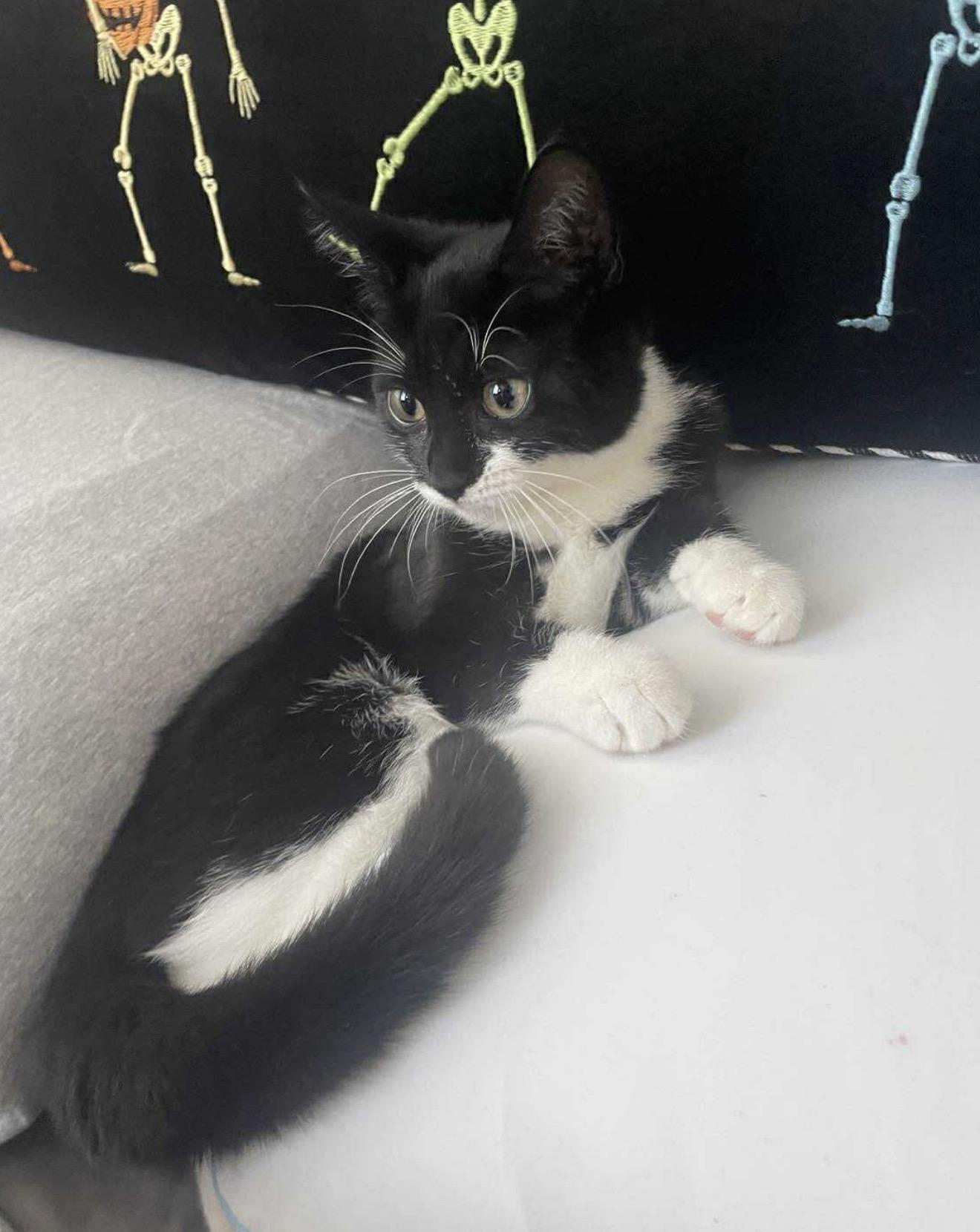 Enlarge Zuza, an adopted Tuxedo in Brooklyn , NY image 5/6