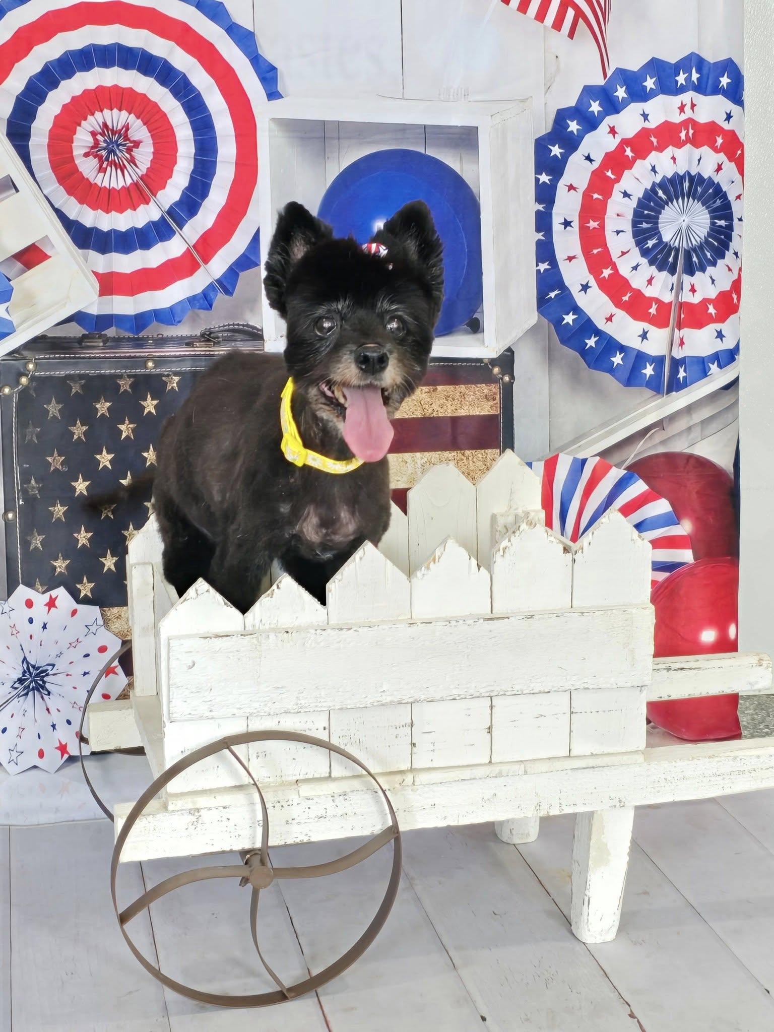 Ethel, Senior Female Pomeranian