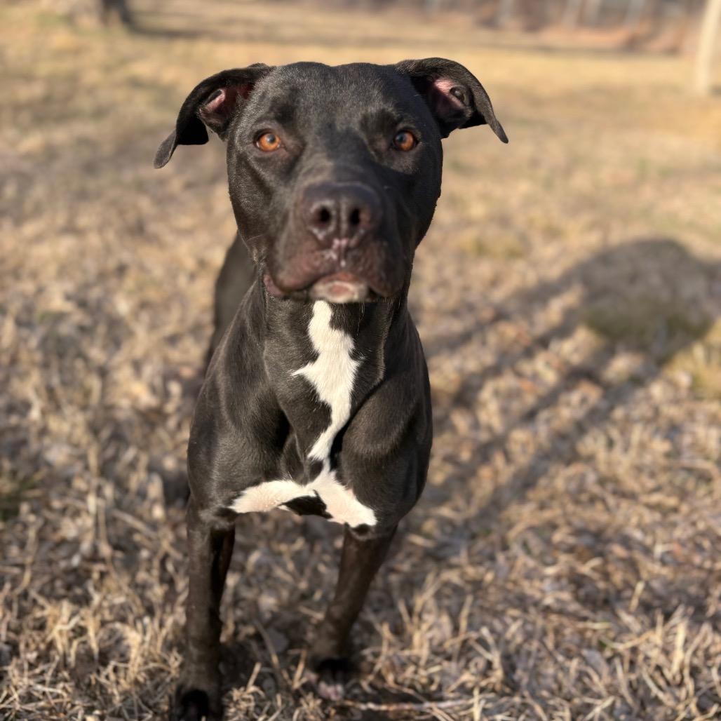 Enlarge Zero, a Adoptable Mixed Breed in Ottawa, KS image 1/3