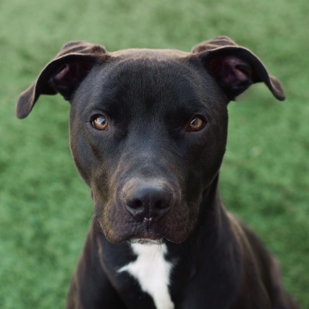 Enlarge Zero, a Adoptable Mixed Breed in Ottawa, KS image 2/3