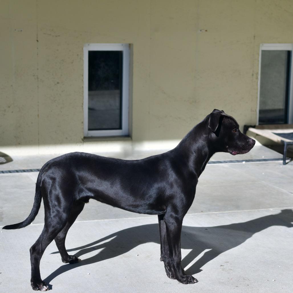 Enlarge Zero, a Adoptable Mixed Breed in Ottawa, KS image 3/3