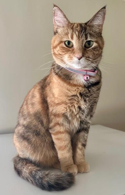 Aelin, Adopted, Adult Female Domestic Short Hair.