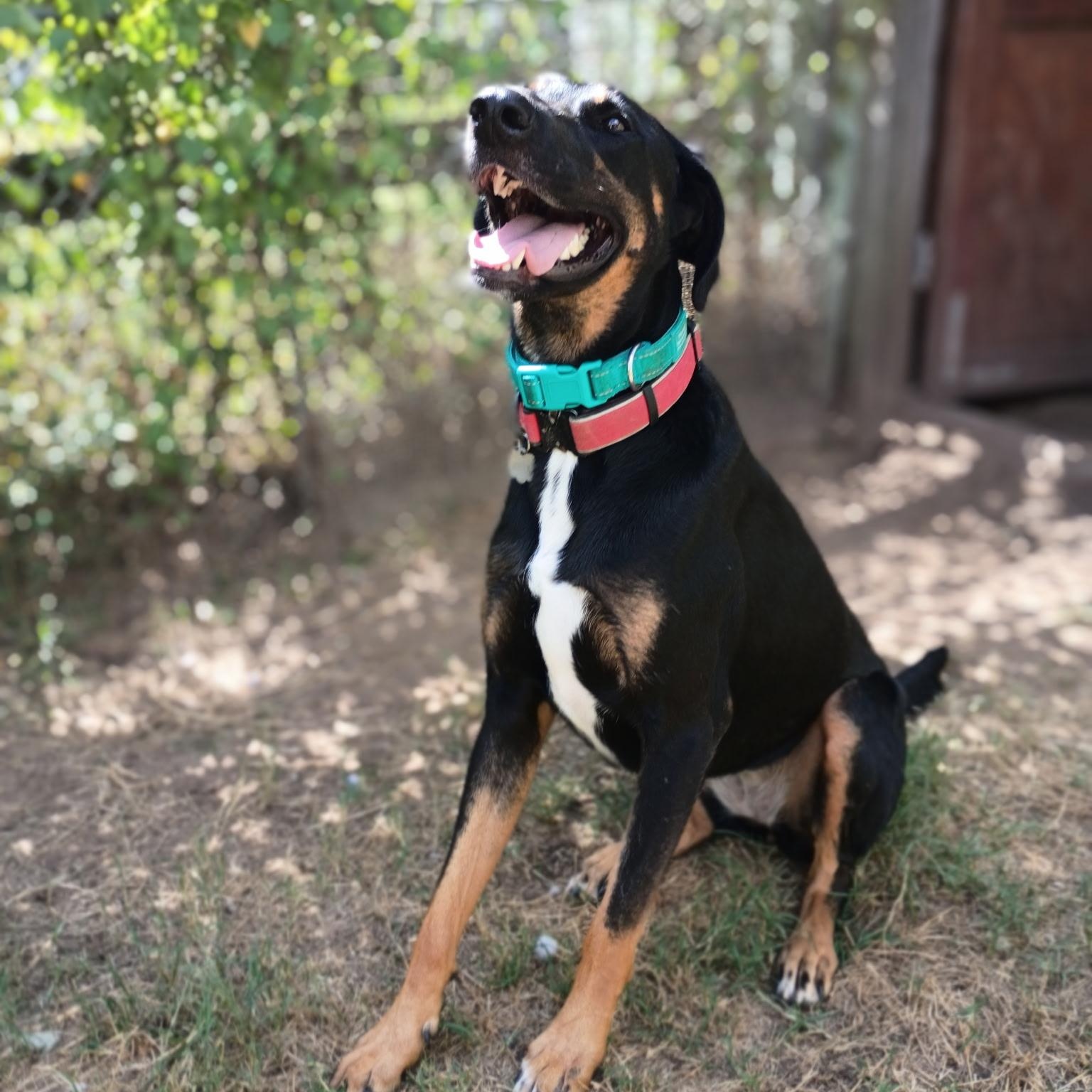 Enlarge AMBER — Your Daily Dose of Happy, a Adoptable mixed breed in Ann Arbor, MI image 4/6