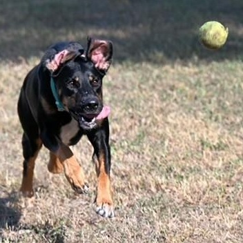 Enlarge AMBER — Your Daily Dose of Happy, a Adoptable mixed breed in Ann Arbor, MI image 2/6