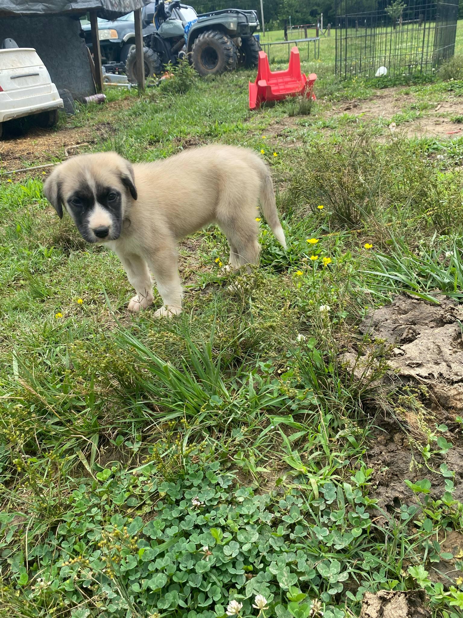 Mint julep, Adoptable, Puppy Female Anatolian Shepherd.