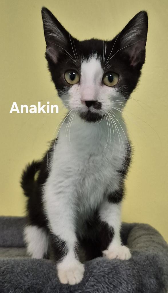 Enlarge Anakin, a Adopted mixed breed in Kendallville, IN image 1/1