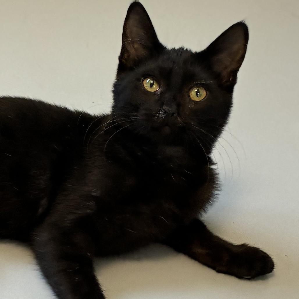Bess, Adoptable, Kitten Female Domestic Medium Hair.