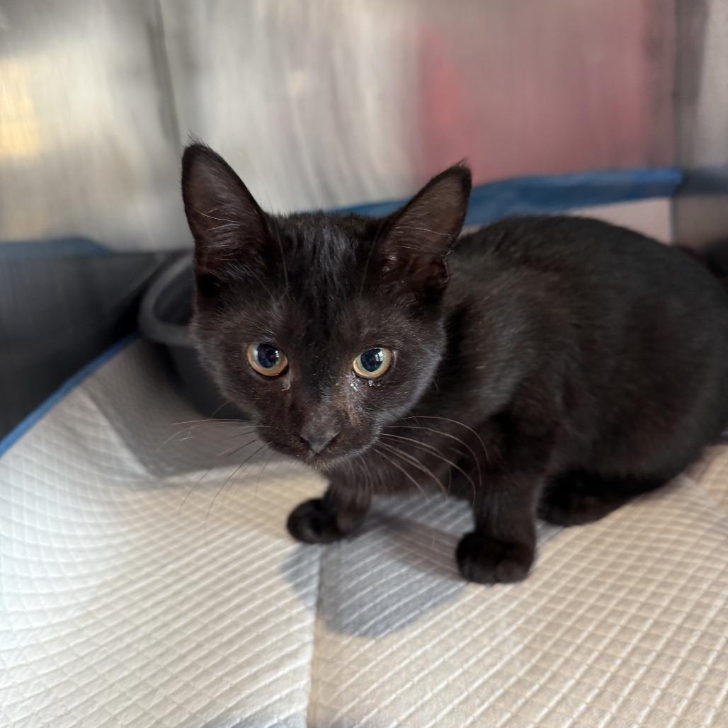 Enlarge Bess, a Adoptable Domestic Medium Hair in Ponca City, OK image 2/2