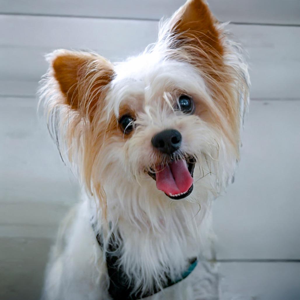 Enlarge Eddie, a Adoptable mixed breed in Chapel Hill, NC image 2/6