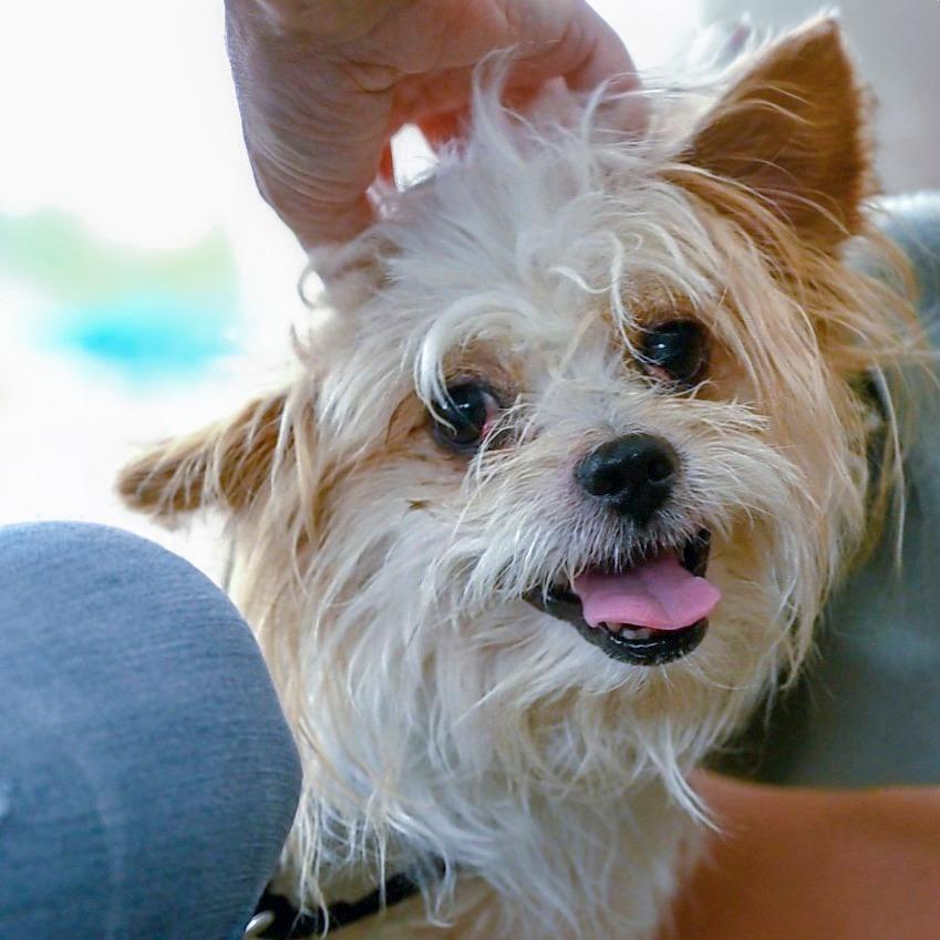 Enlarge Eddie, a Adoptable mixed breed in Chapel Hill, NC image 3/6
